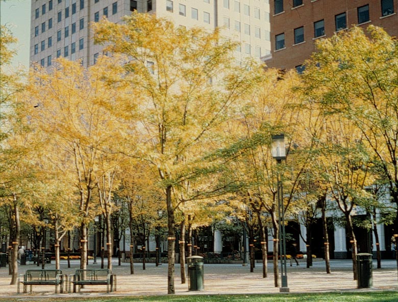 histórias, a project for The Public Art Fund, New York, NY (3)